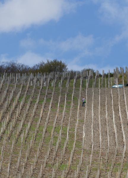 Weingut & Gaestehaus Schmitz-Bergweiler Bernkastel-Kues Ngoại thất bức ảnh